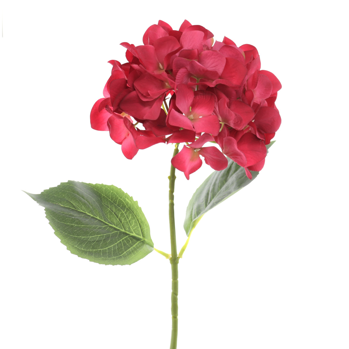HORTENSIA FUCSIA