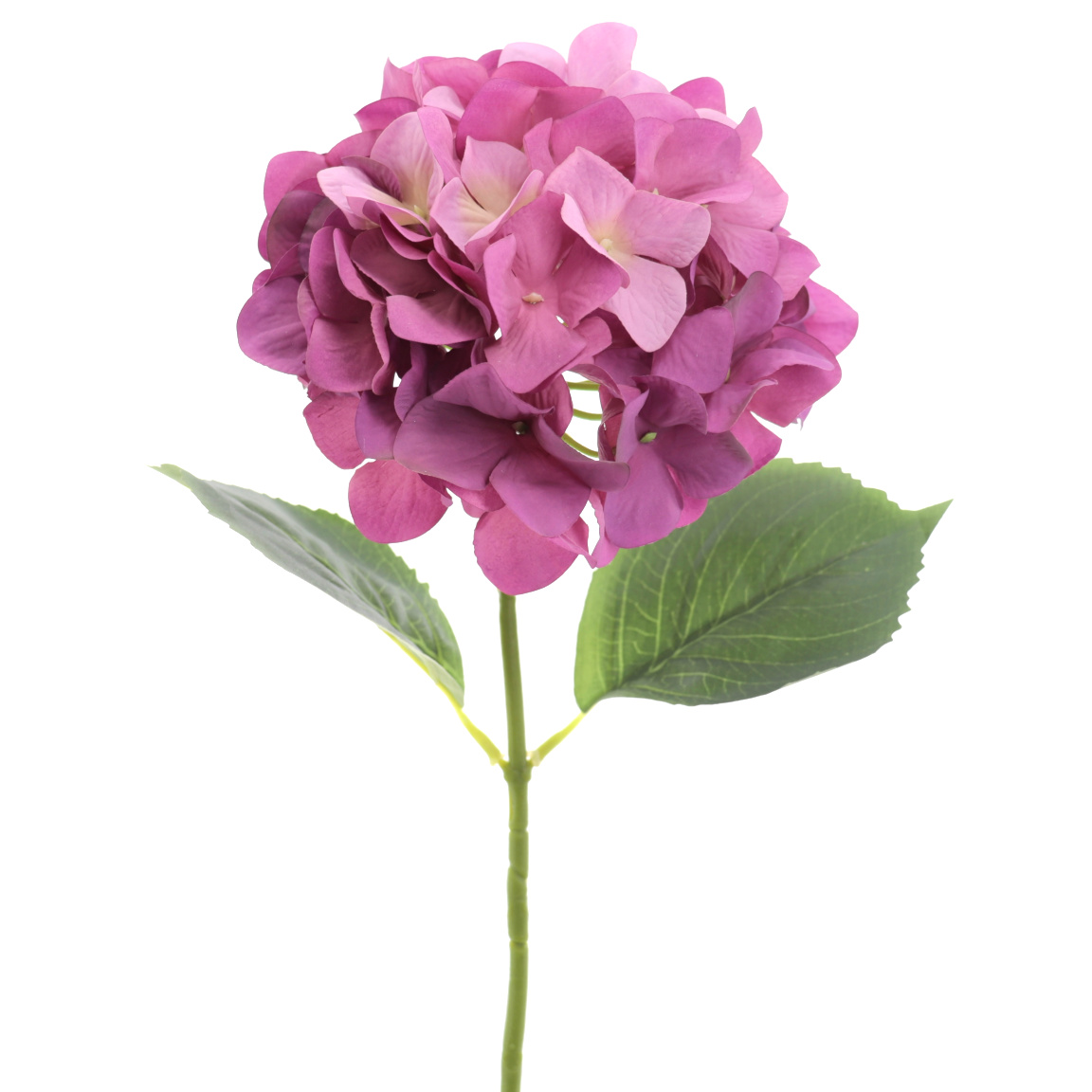 HORTENSIA LILA