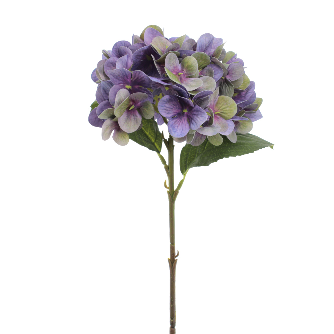 HORTENSIA PURPURA