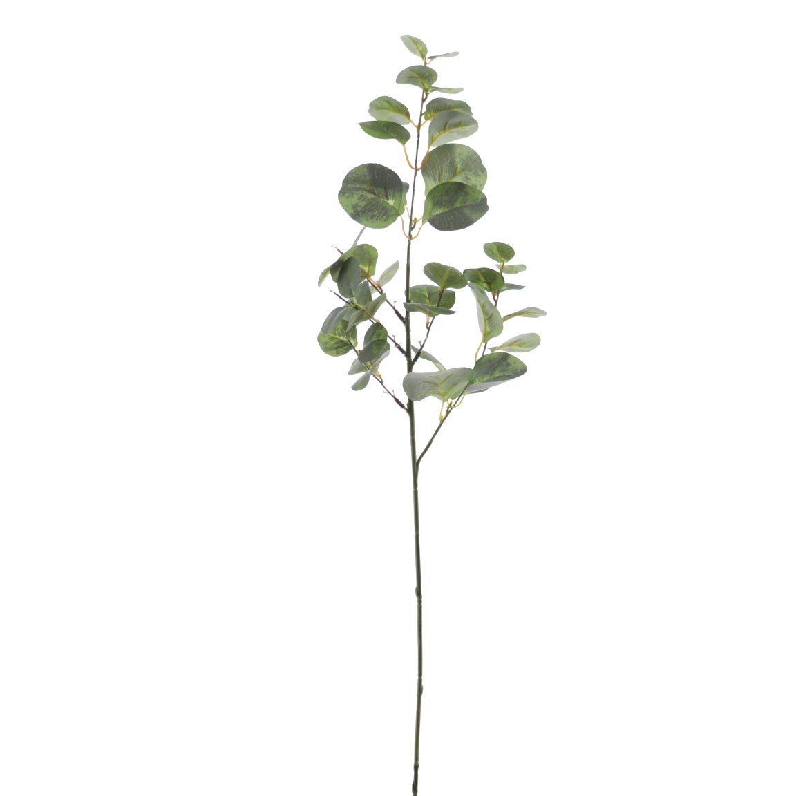 EUCALYPTUS VERDE