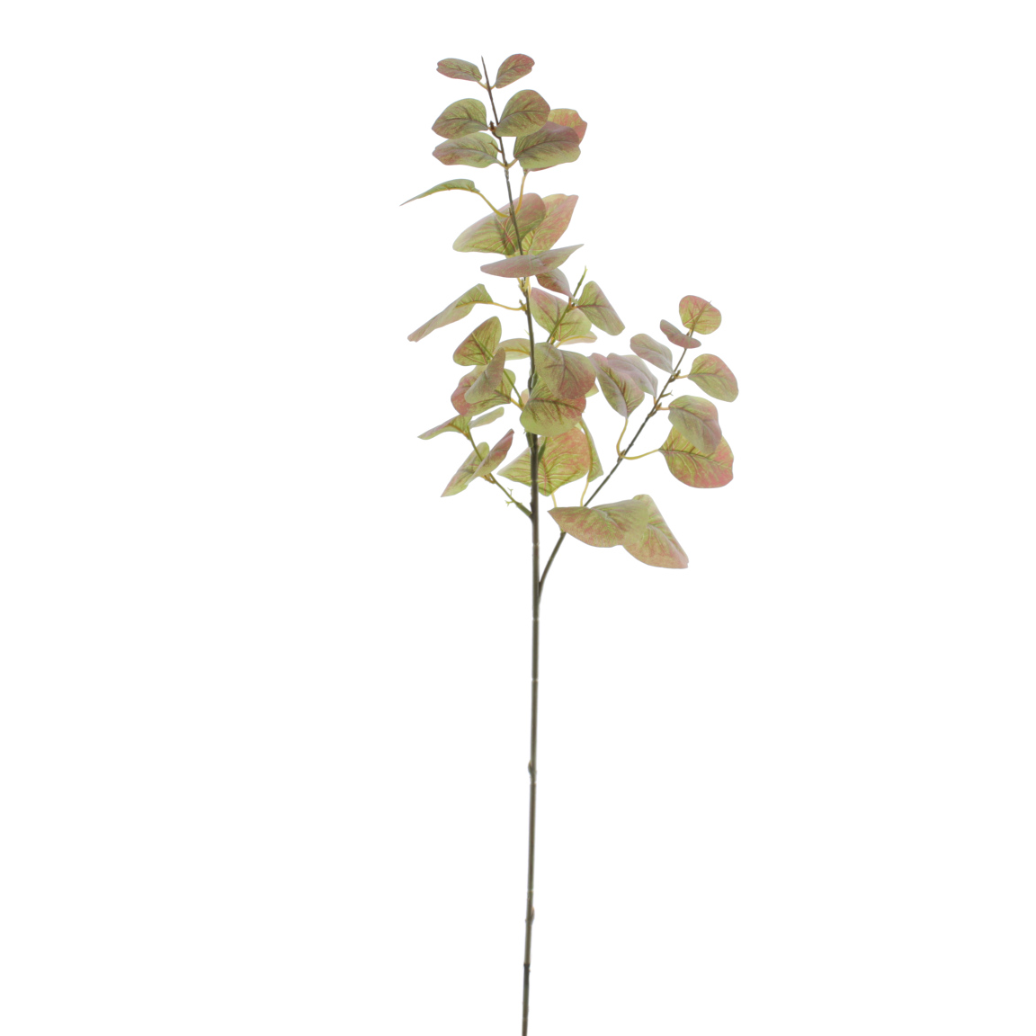 EUCALYPTUS KAKI