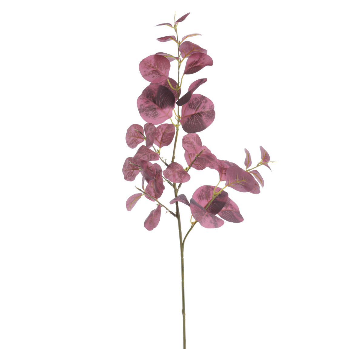 EUCALYPTUS MAGENT