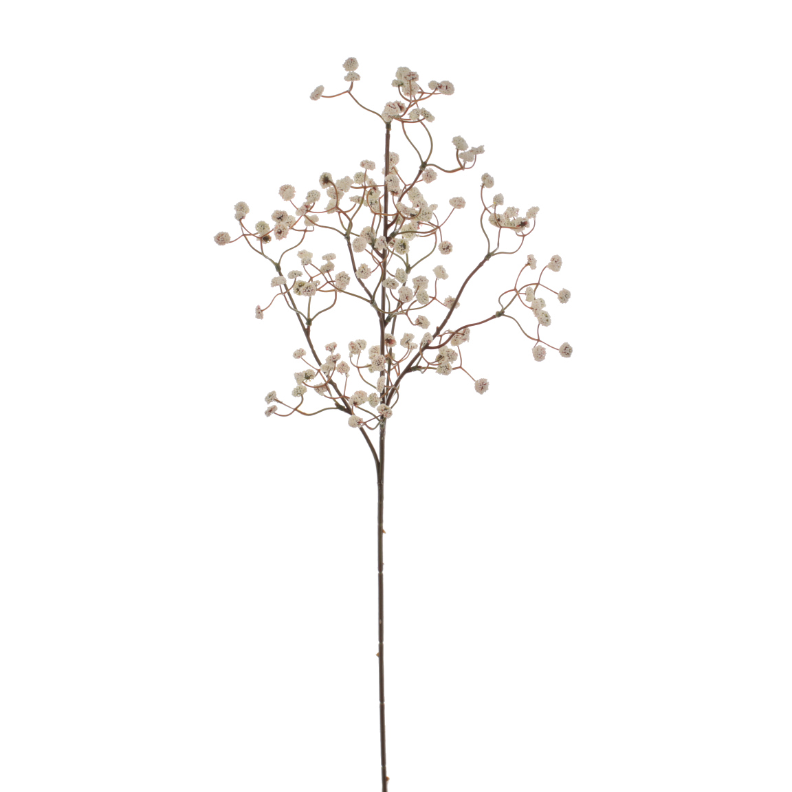 GYPSOPHILA ELEGANS CREMA