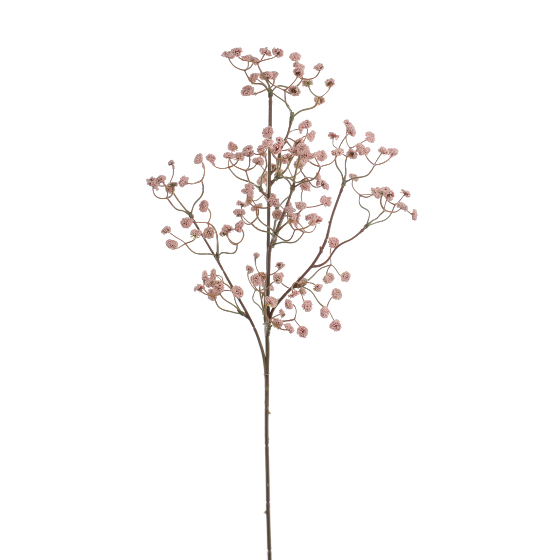 GYPSOPHILA ELEGANS ROSA