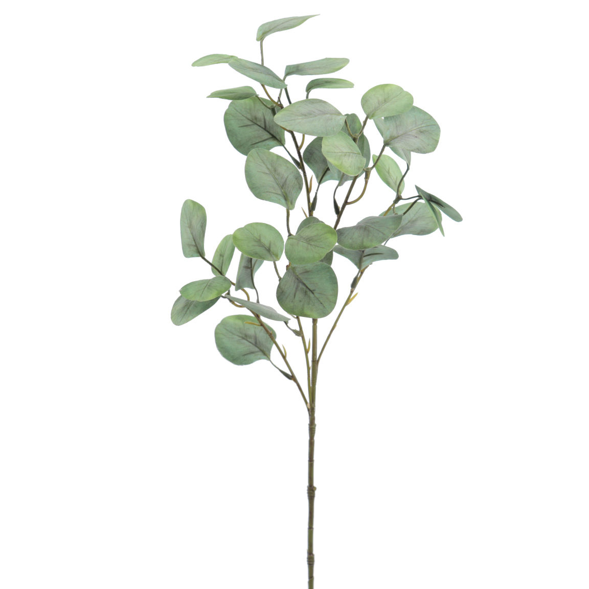 EUCALYPTUS VERDE