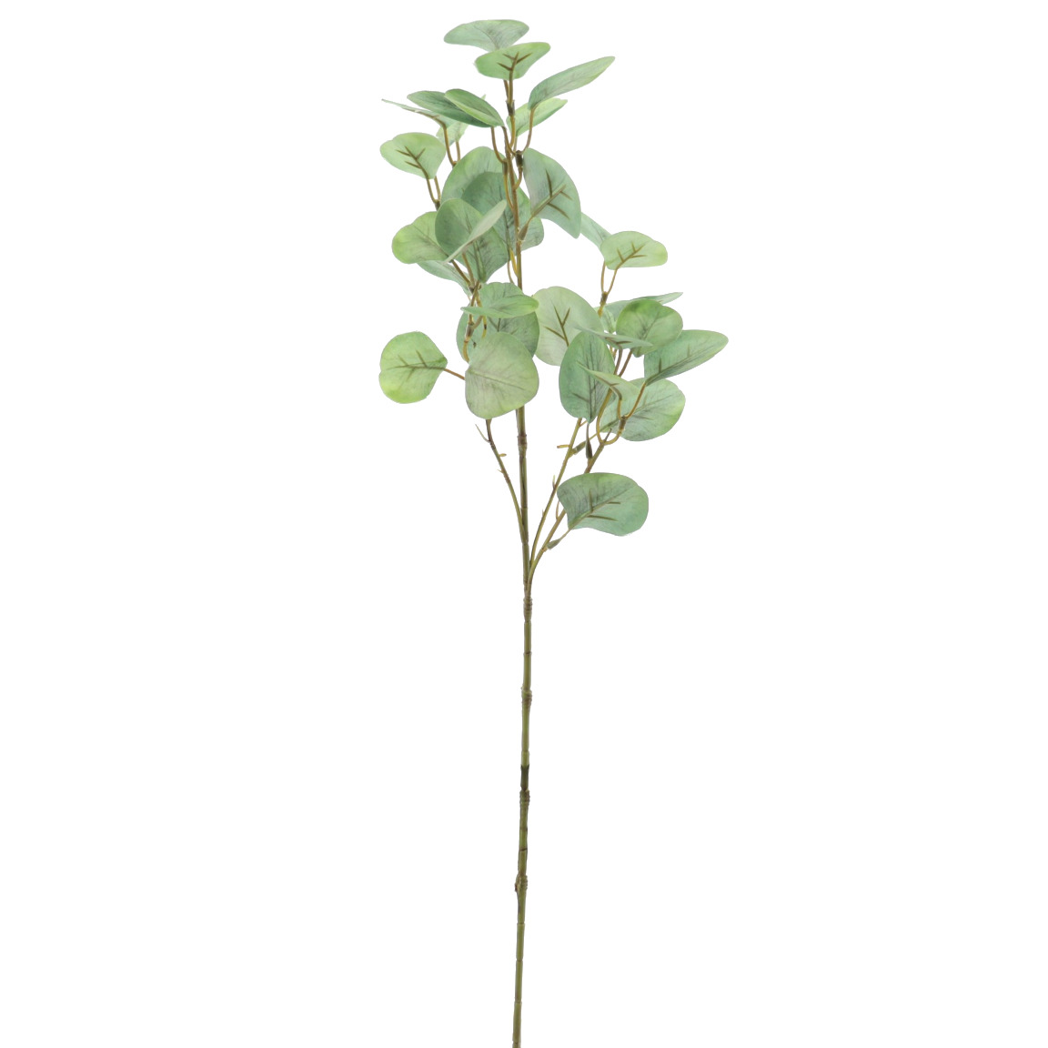 EUCALYPTUS VERDE