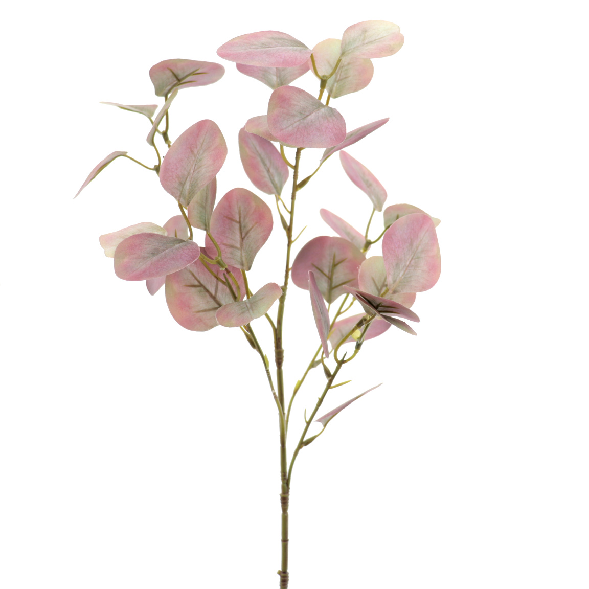 EUCALYPTUS FUCSIA