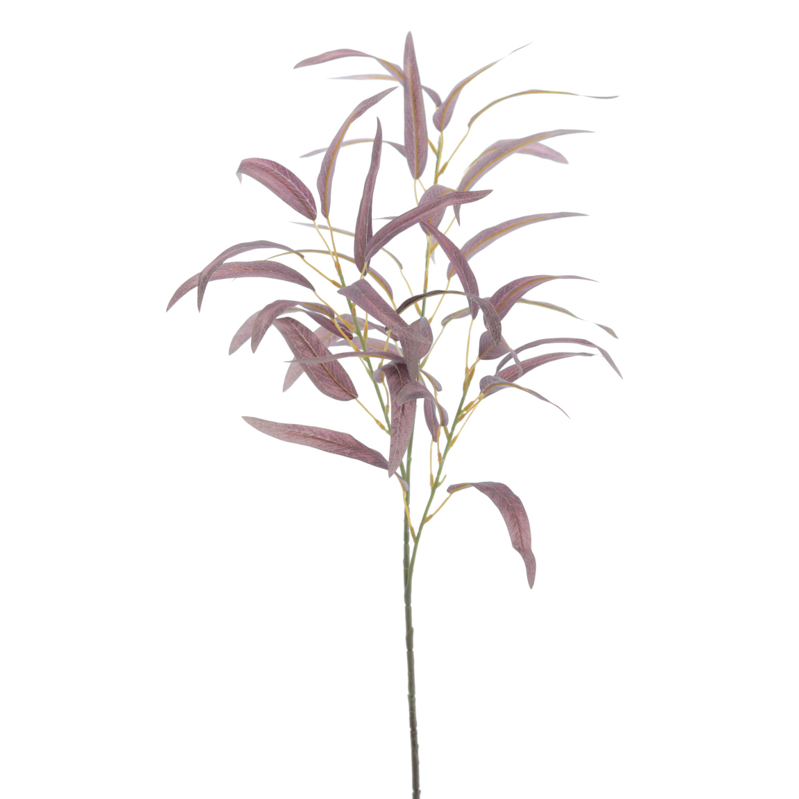 EUCALYPTUS BURDEOS