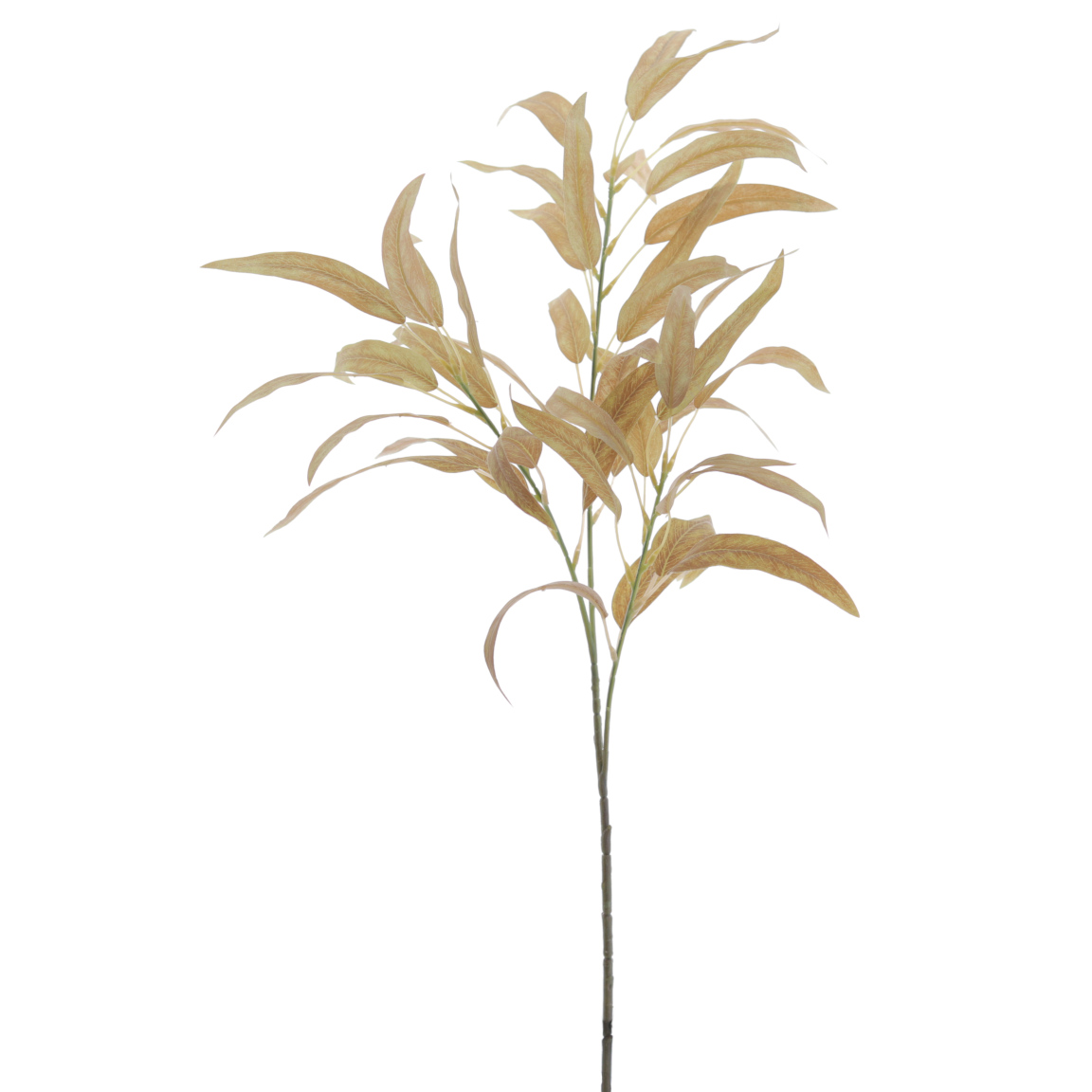 EUCALYPTUS MOSTAZA