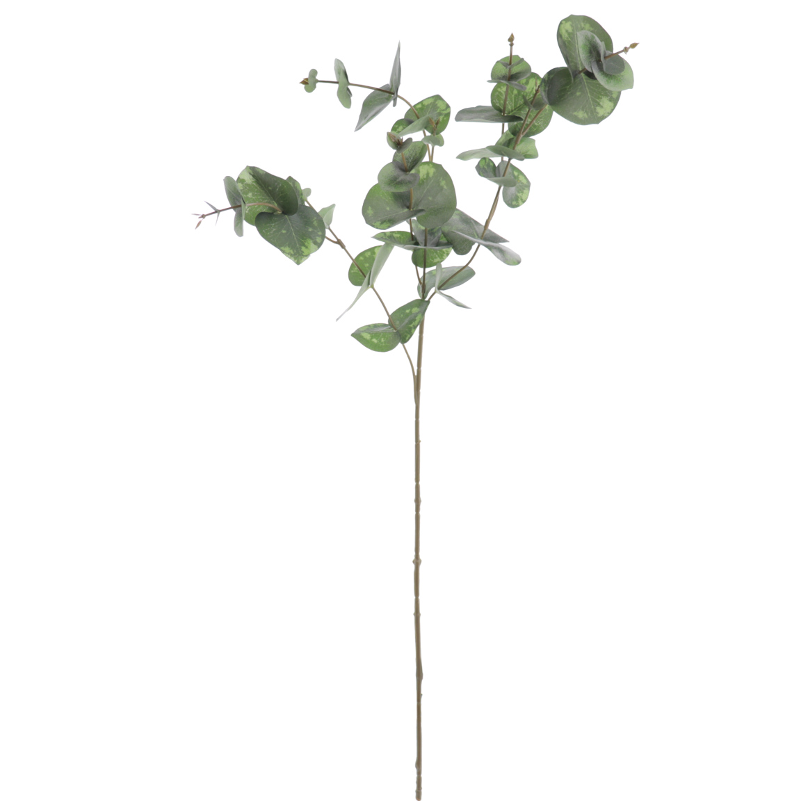 EUCALYPTUS 81CMS VERDE