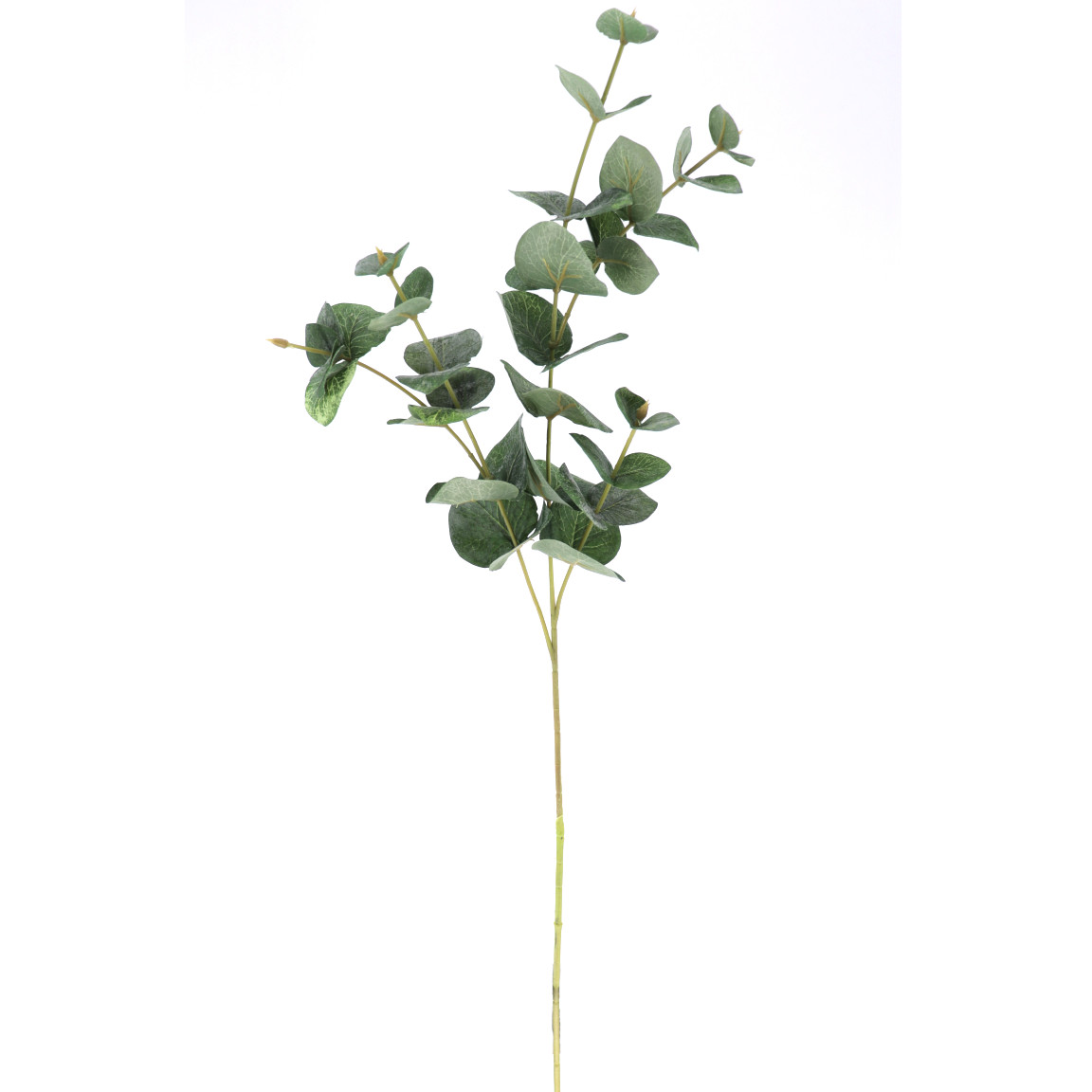 EUCALYPTUS VERDE