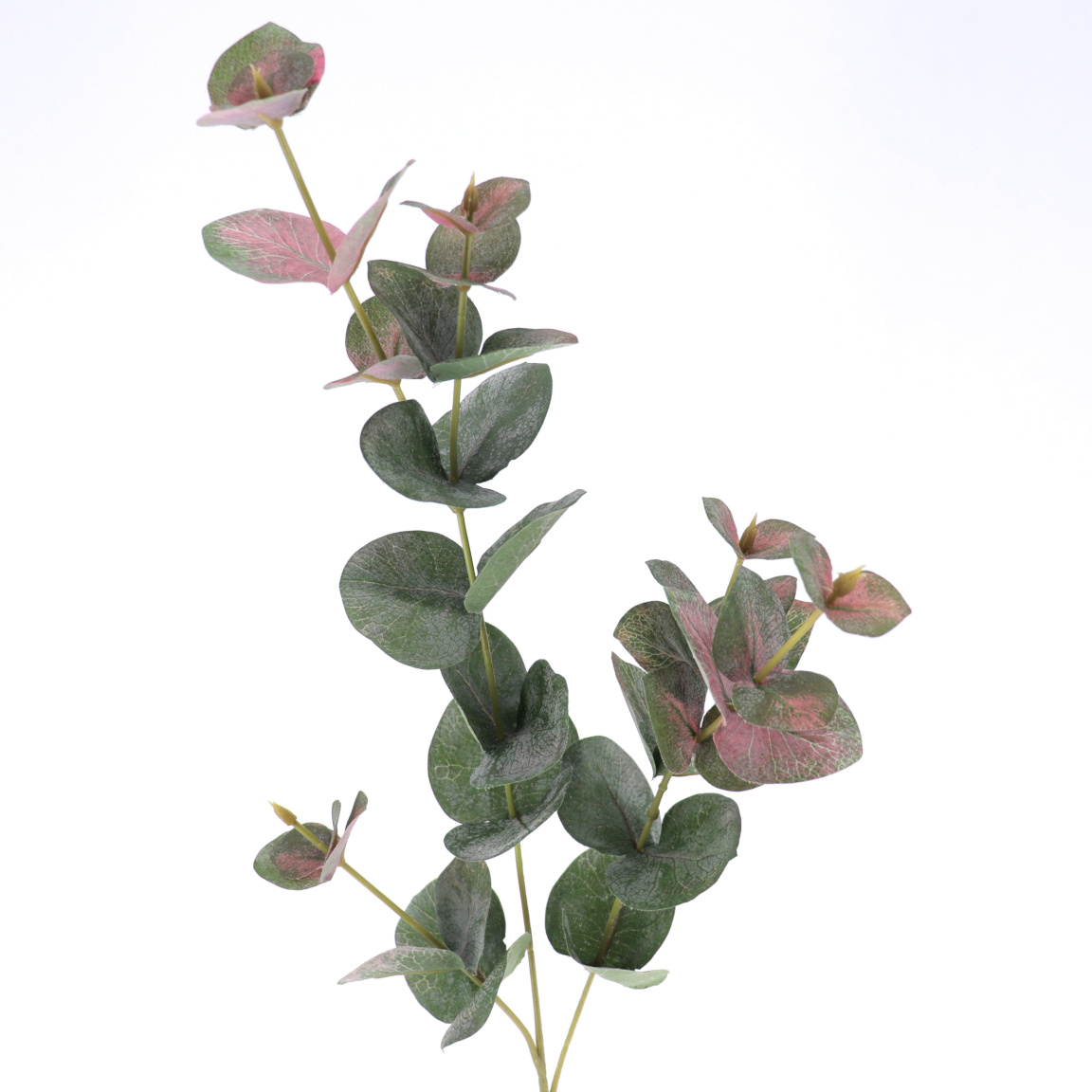 EUCALYPTUS KAKI 74CM