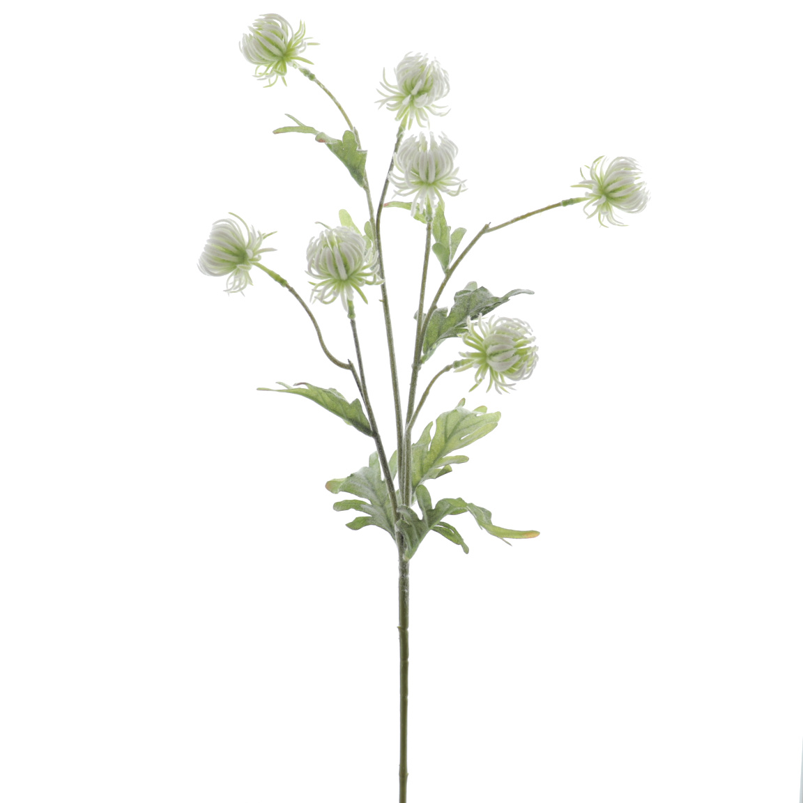 CALENDULA 77CM BLANCO
