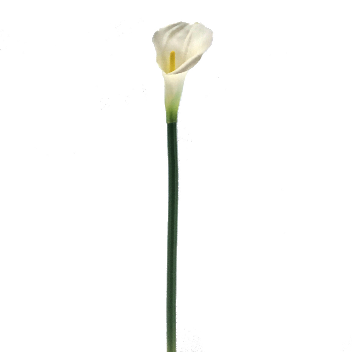 CALLA BLANCA