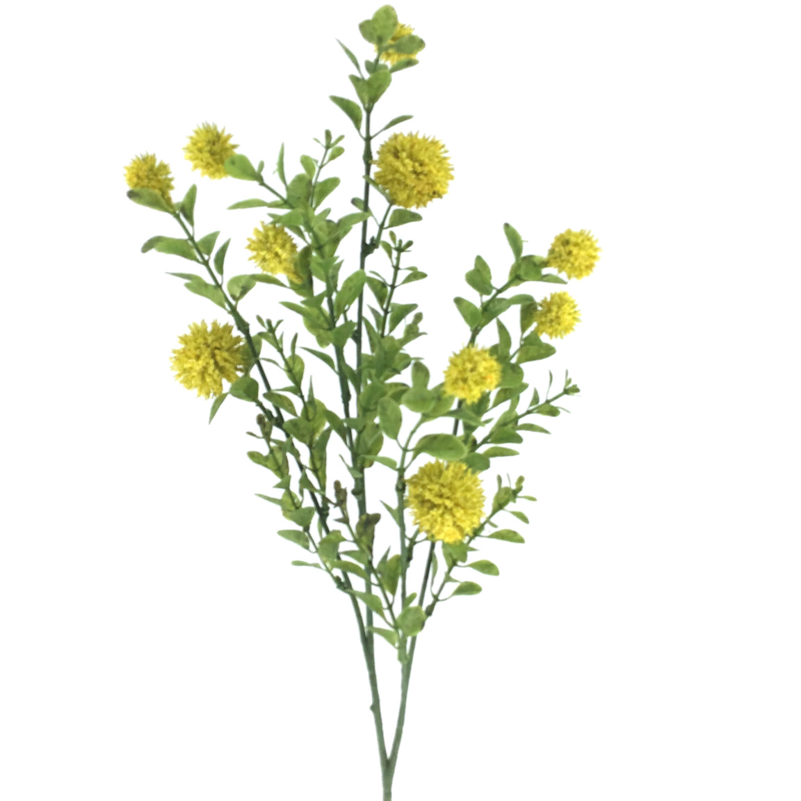 CRASPEDIA AMARILLO