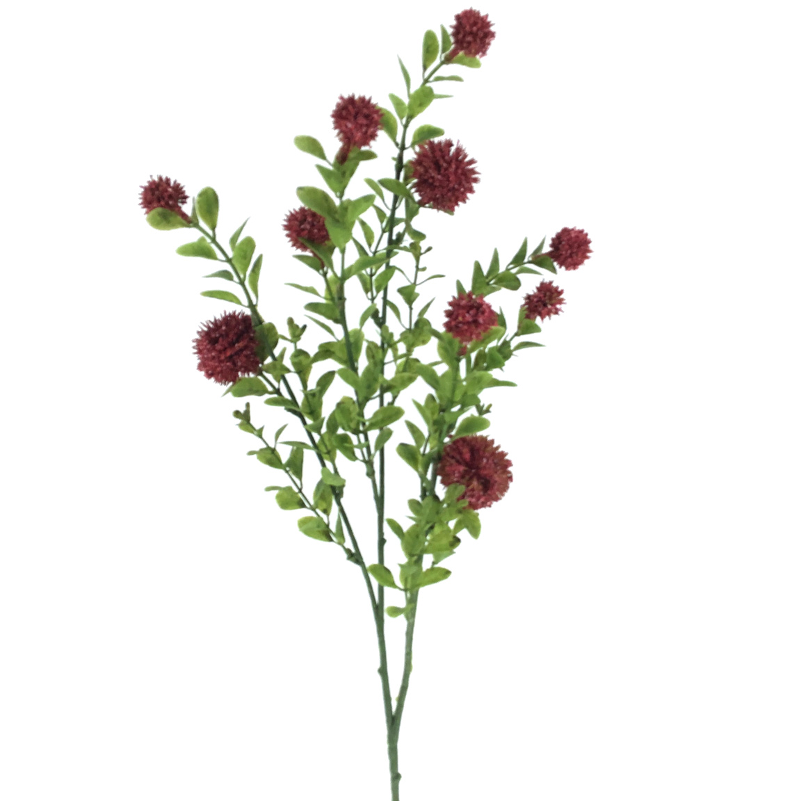 CRASPEDIA FUCSIA