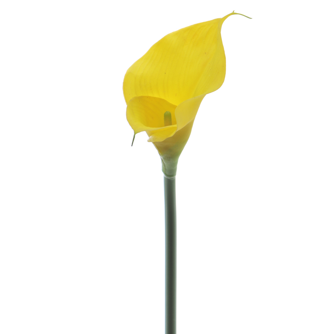 CALA 67CM AMARILLA