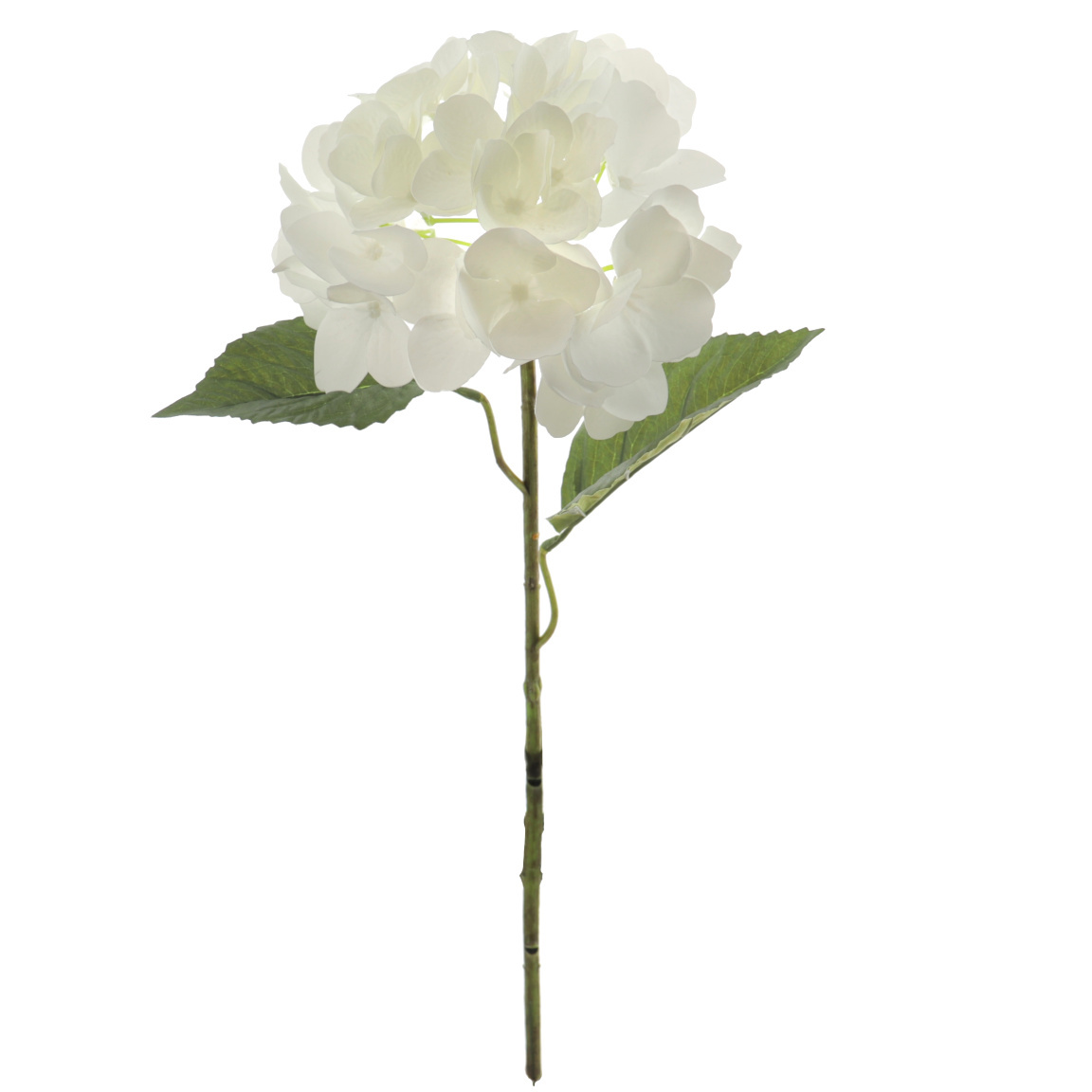 HYDRANGEA CREMA 50CM