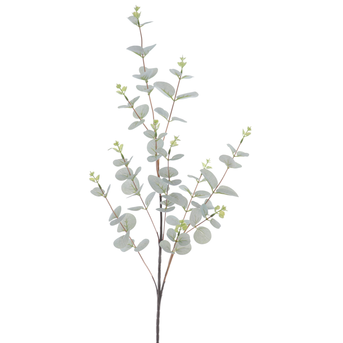 EUCALYPTUS VERDE CLARO