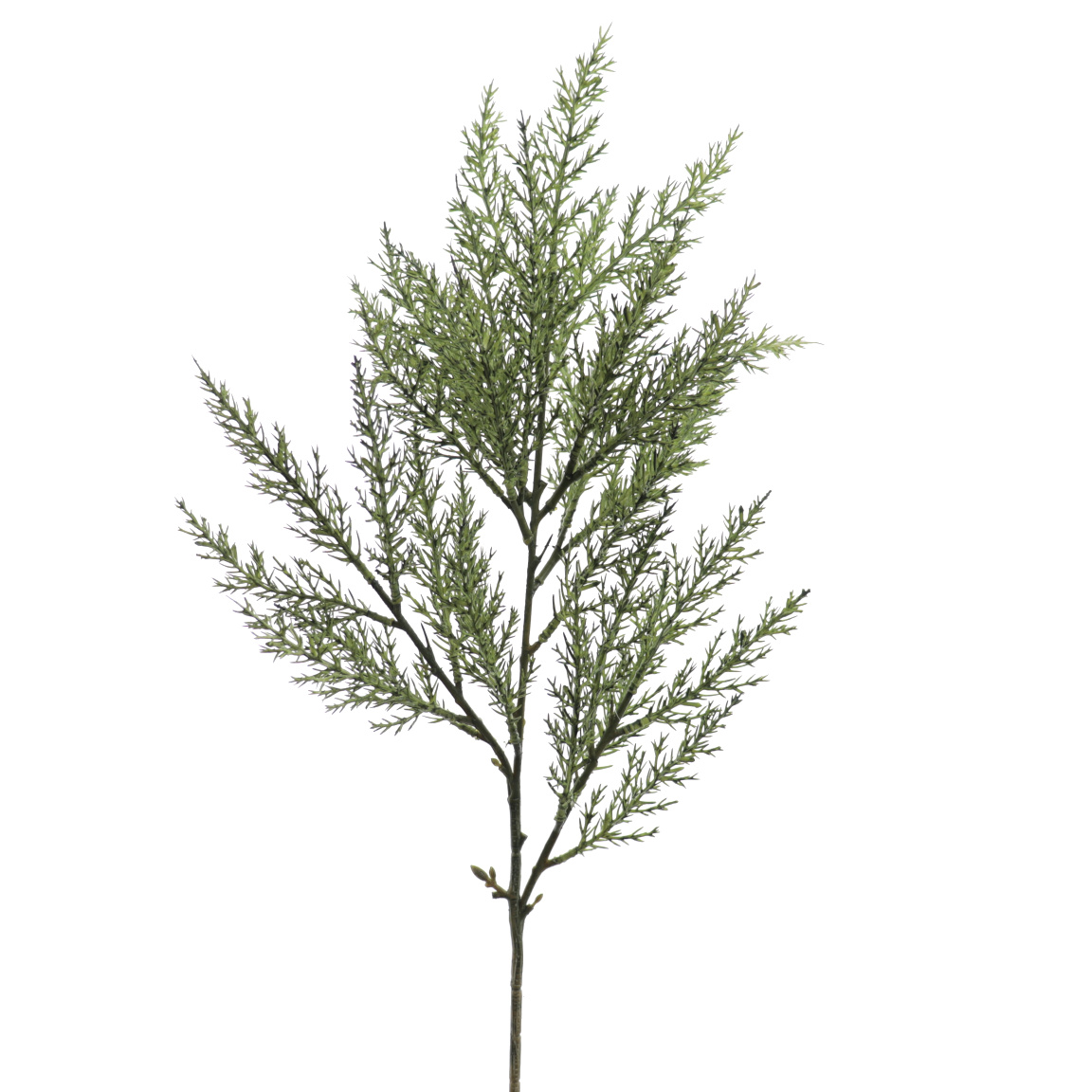 CYPRES VERDE 64CM