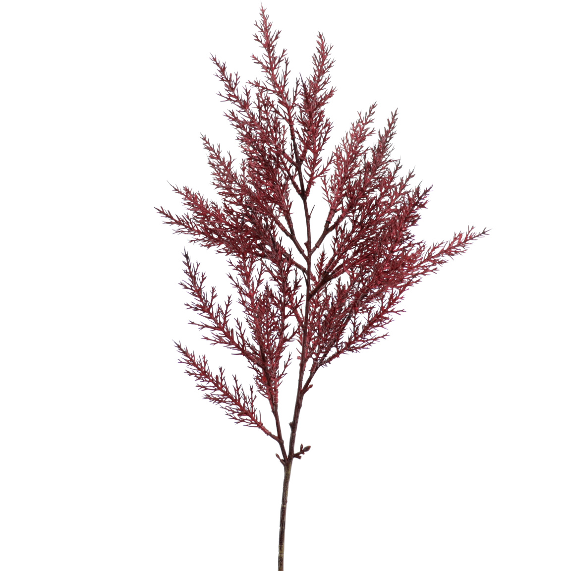 CYPRES BURDEO 64CM