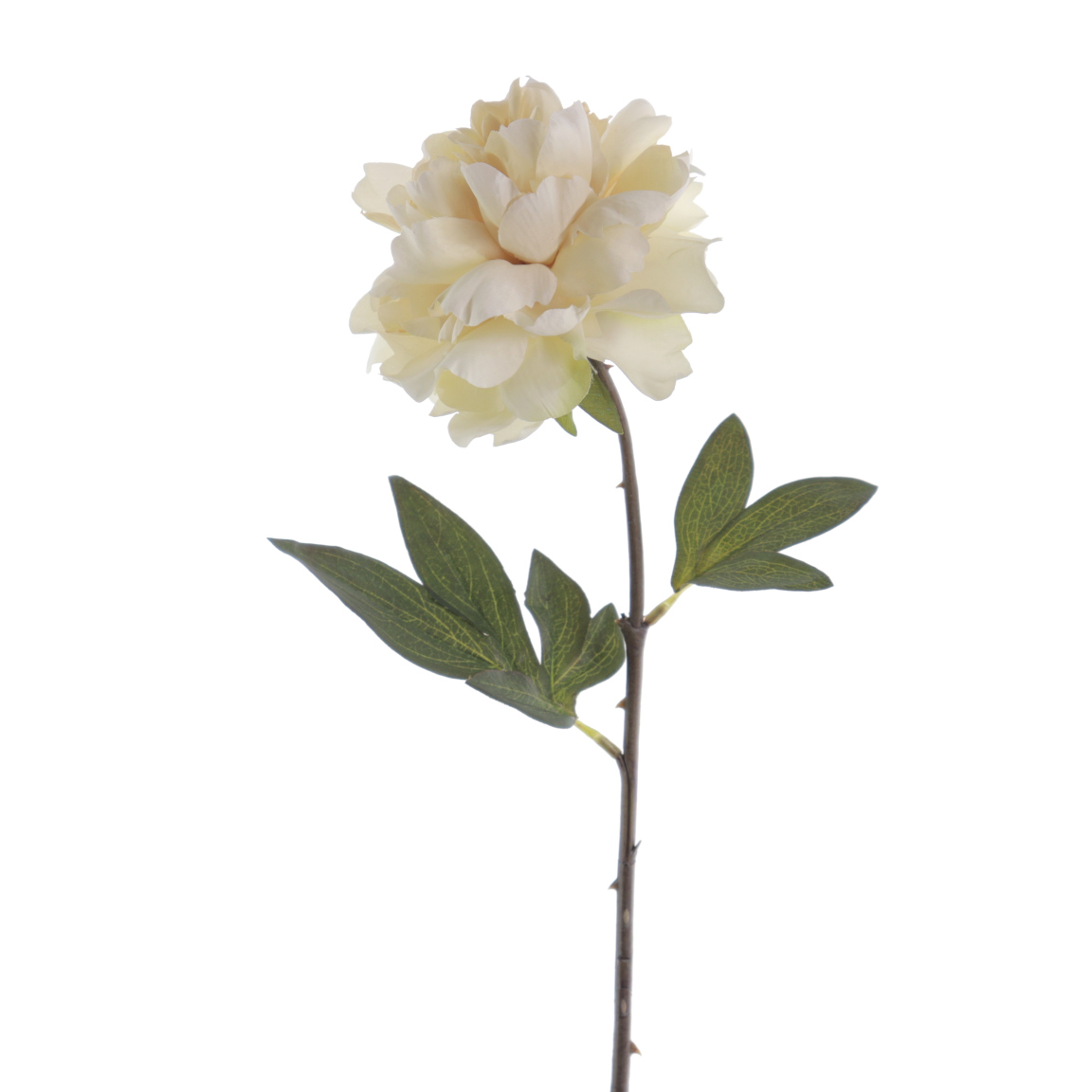 PEONIA VINTAGE BEIGE