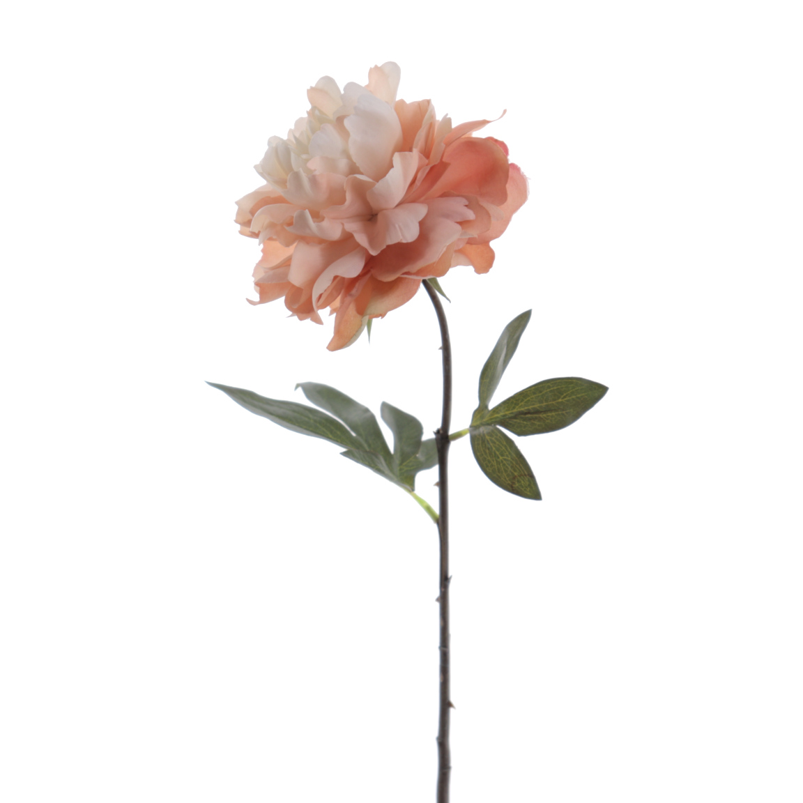 PEONIA VINTAGE SIENA 58CM