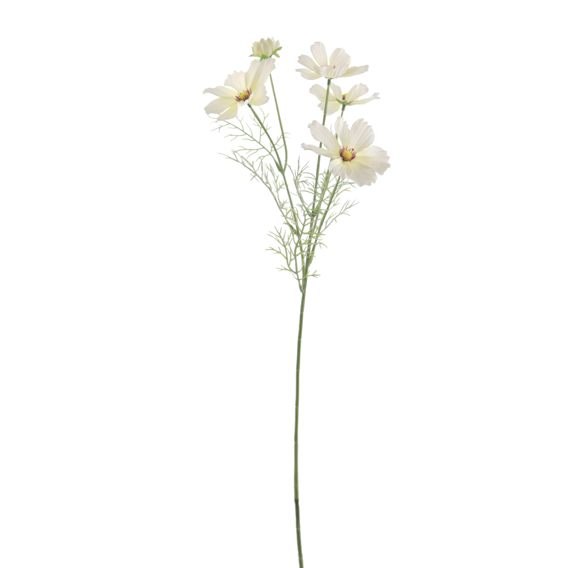 COSMOS 68CM CREMA