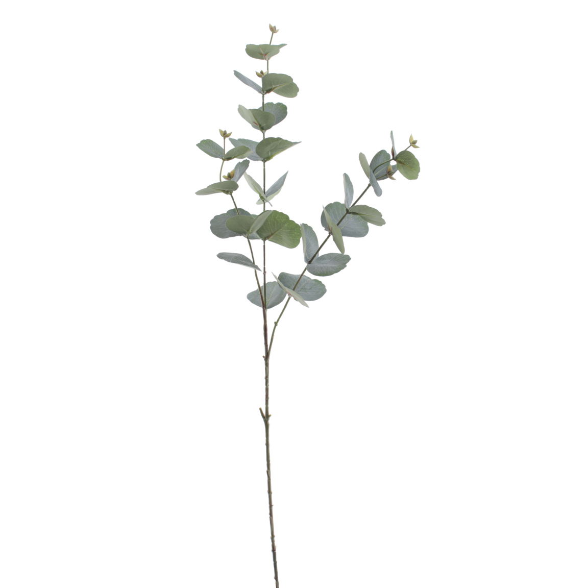 EUCALYPTUS VERDE 74CM
