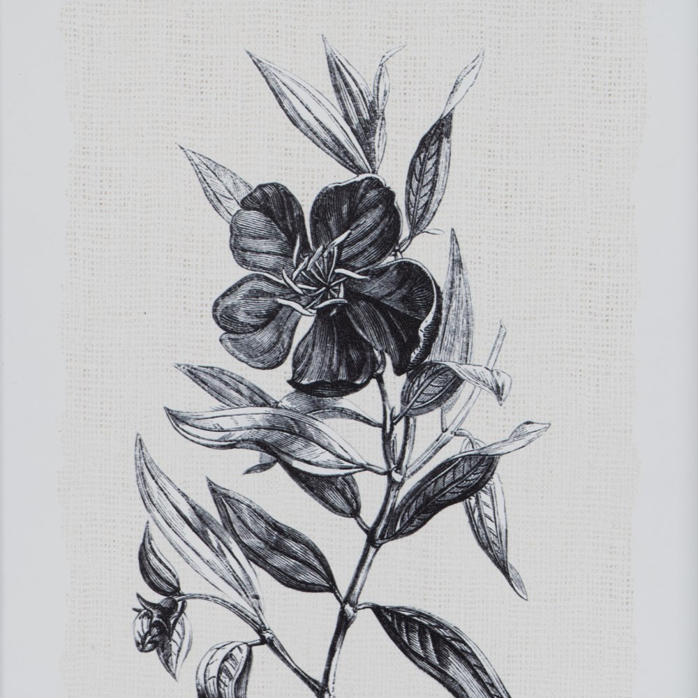 CUADRO IMPRESIÃ Â N FLOR CLAVEL NEGRO-BLANCO 24,00 3