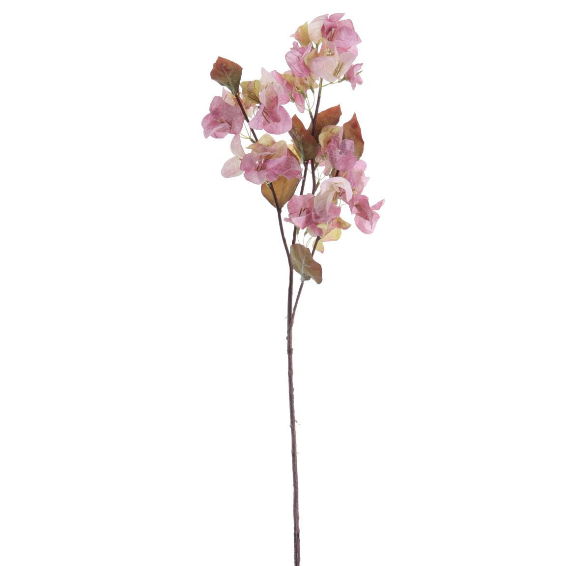 BOUGANVILLEA 70CM MALVA