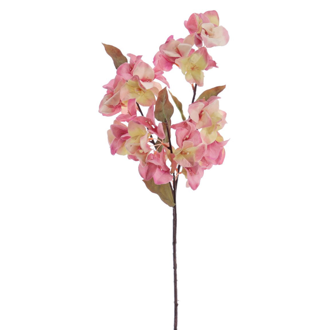 BOUGANVILLEA 70CM FUCSIA