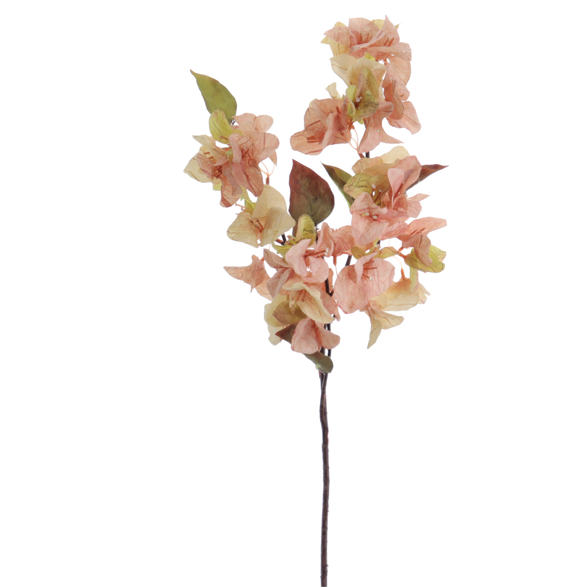 BOUGANVILLEA 70CM OTOÑAL