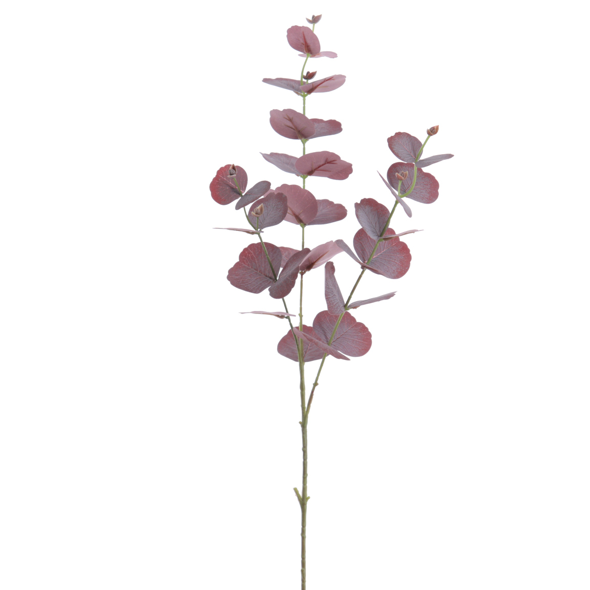 EUCALYPTUS 78CM BURDEOS