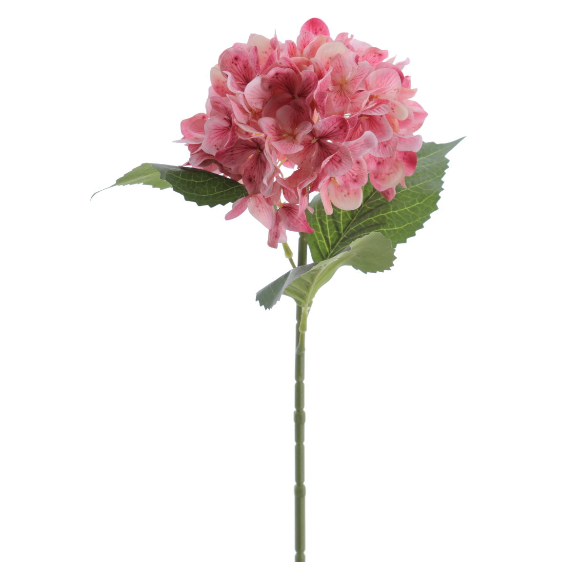 HYDRANGEA FUCSIA