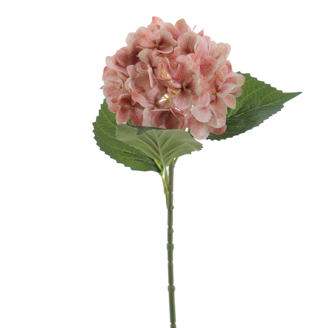 HYDRANGEA CORAL