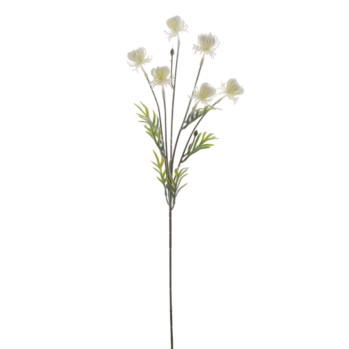 CALENDULA CREMA 64CM