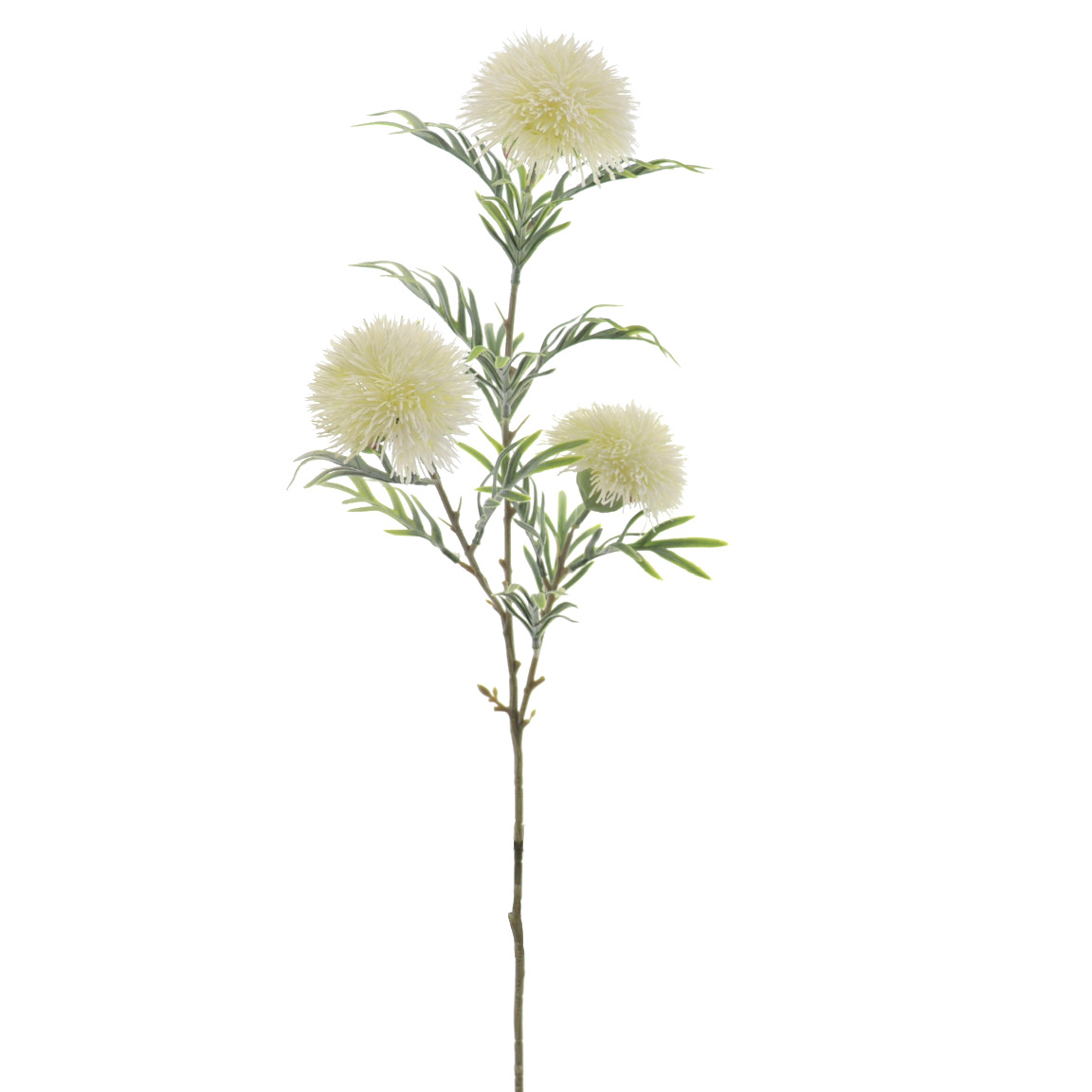 ASTER X 3 CREMA