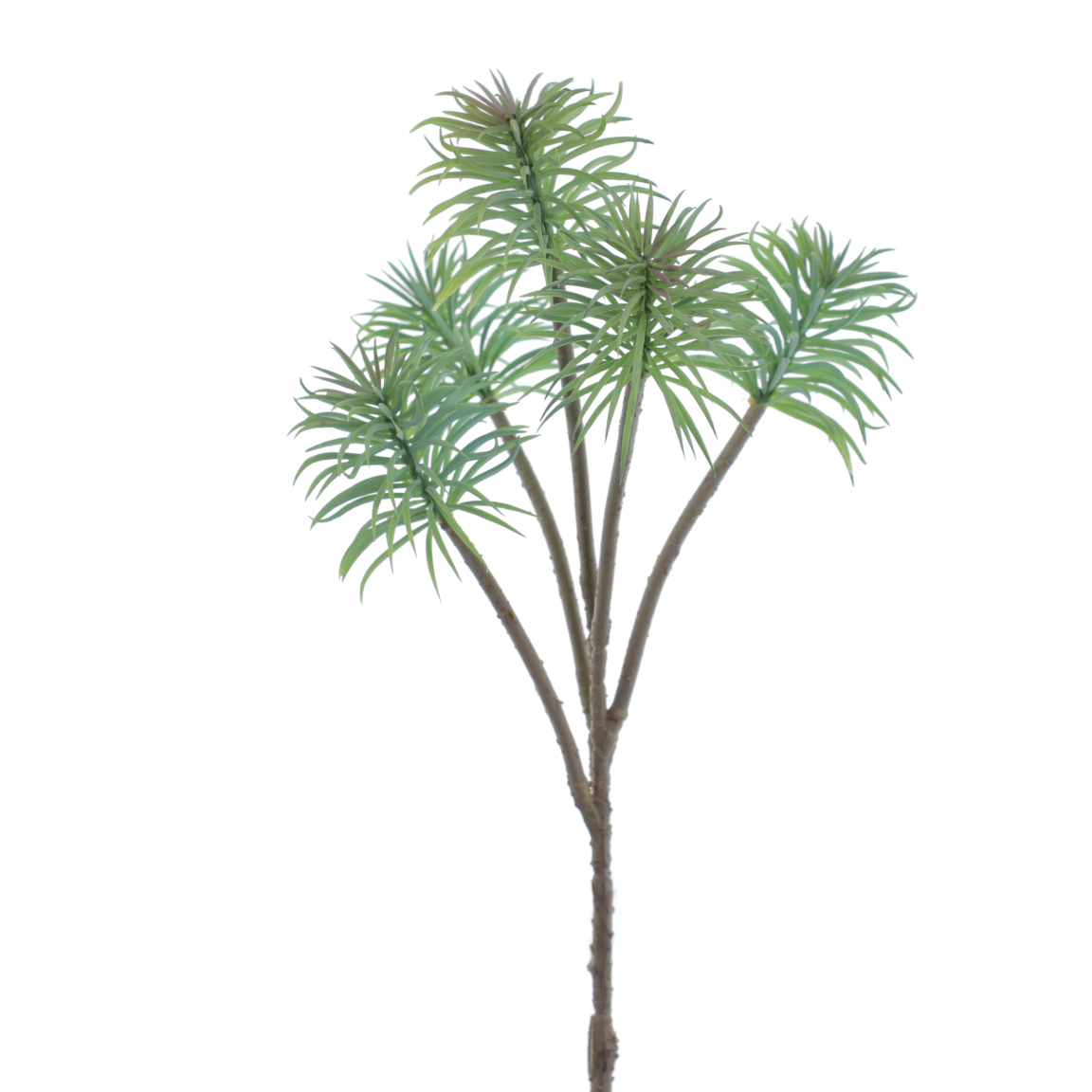 SENECIO X5 VERDE CLARO