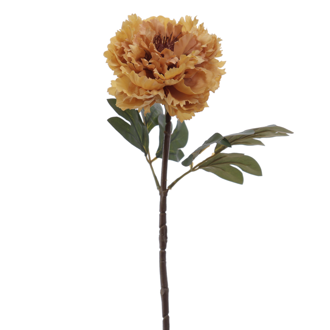 PEONIA OCRE 60CM