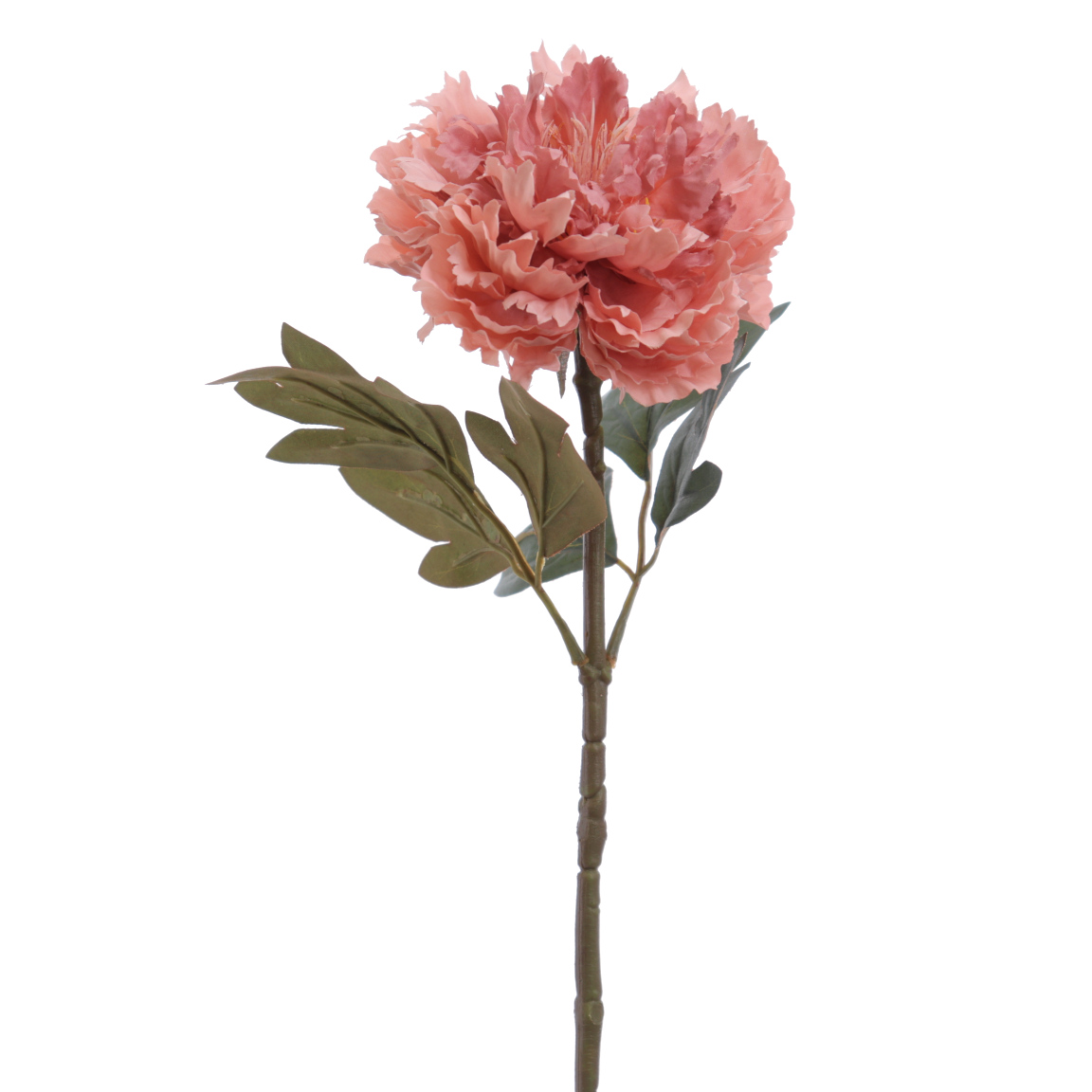 PEONIA CORAL 60CM