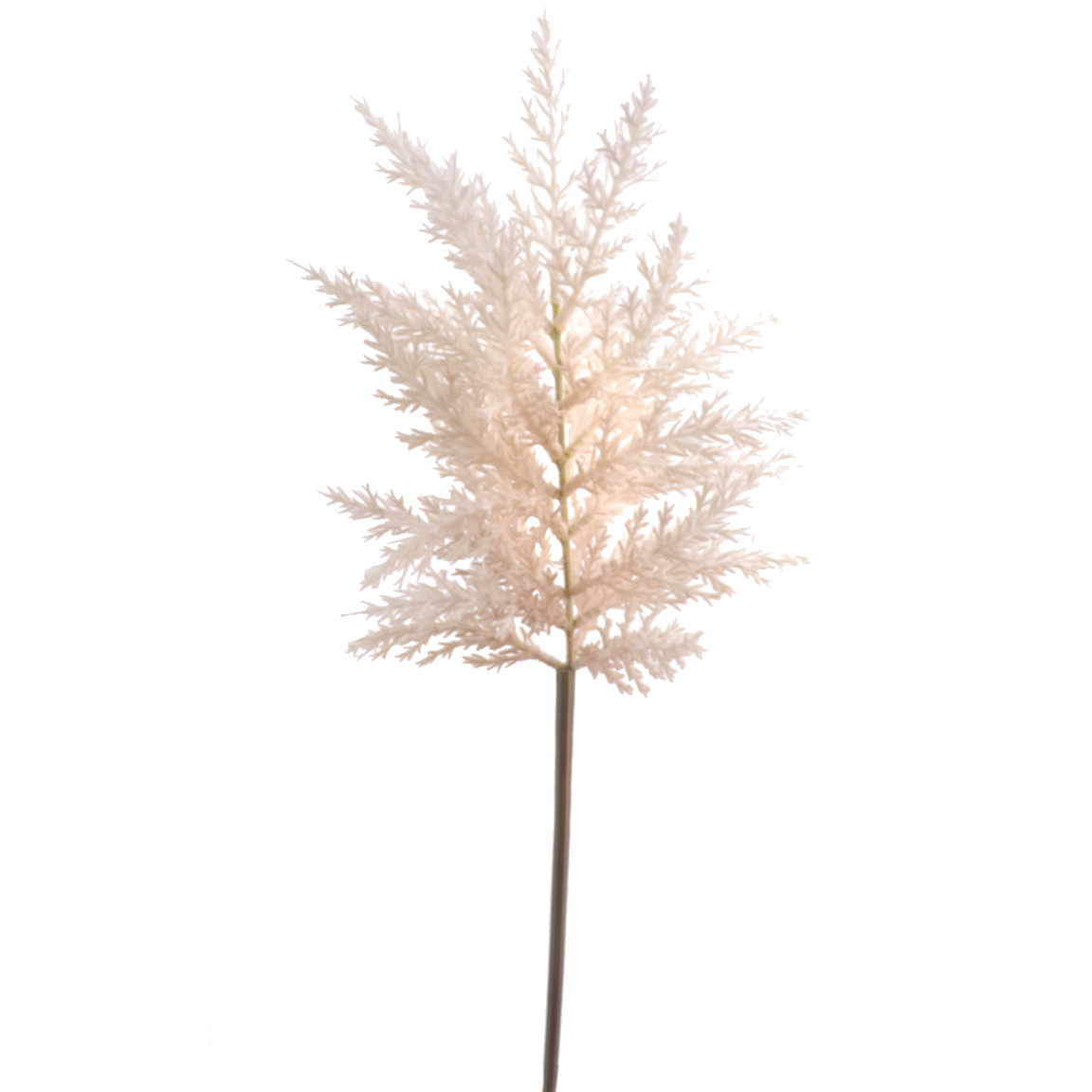ASTILBE BEIGE