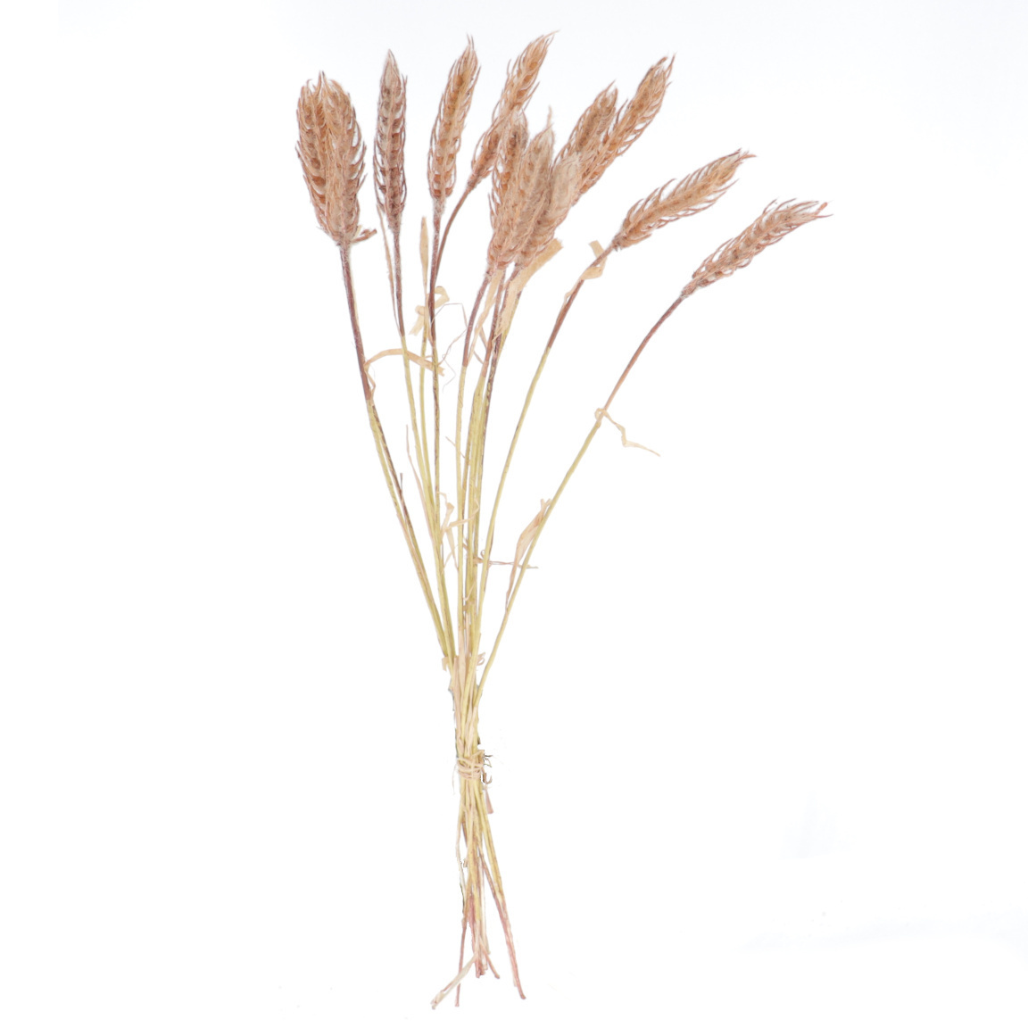 GRAMINEA HORDEUM VERDE