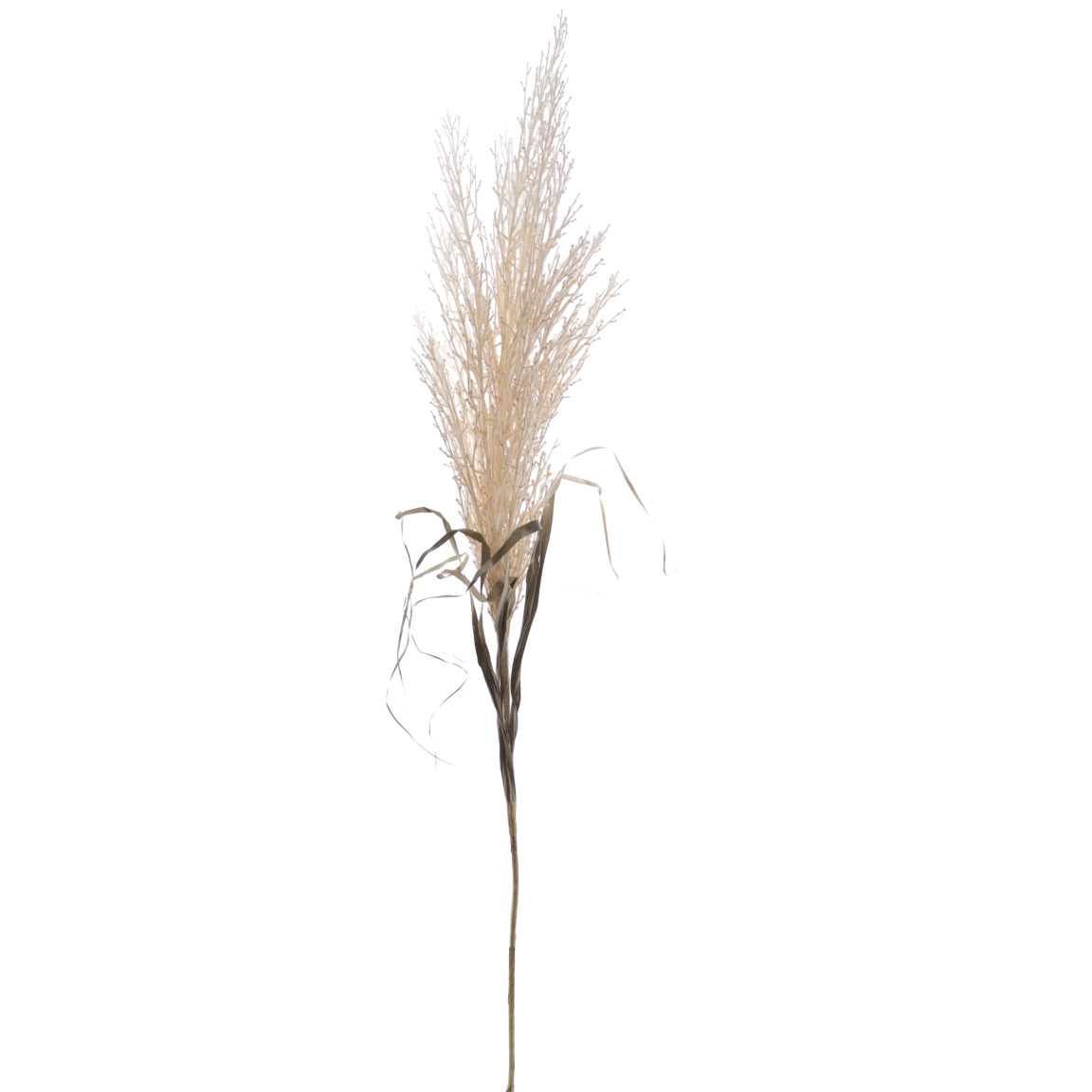 CORTADERIA SELLOANA CREMA