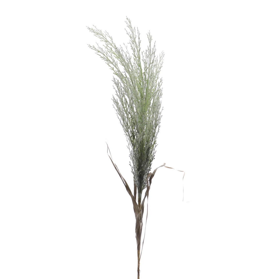 CORTADERIA SELLOANA VERDE