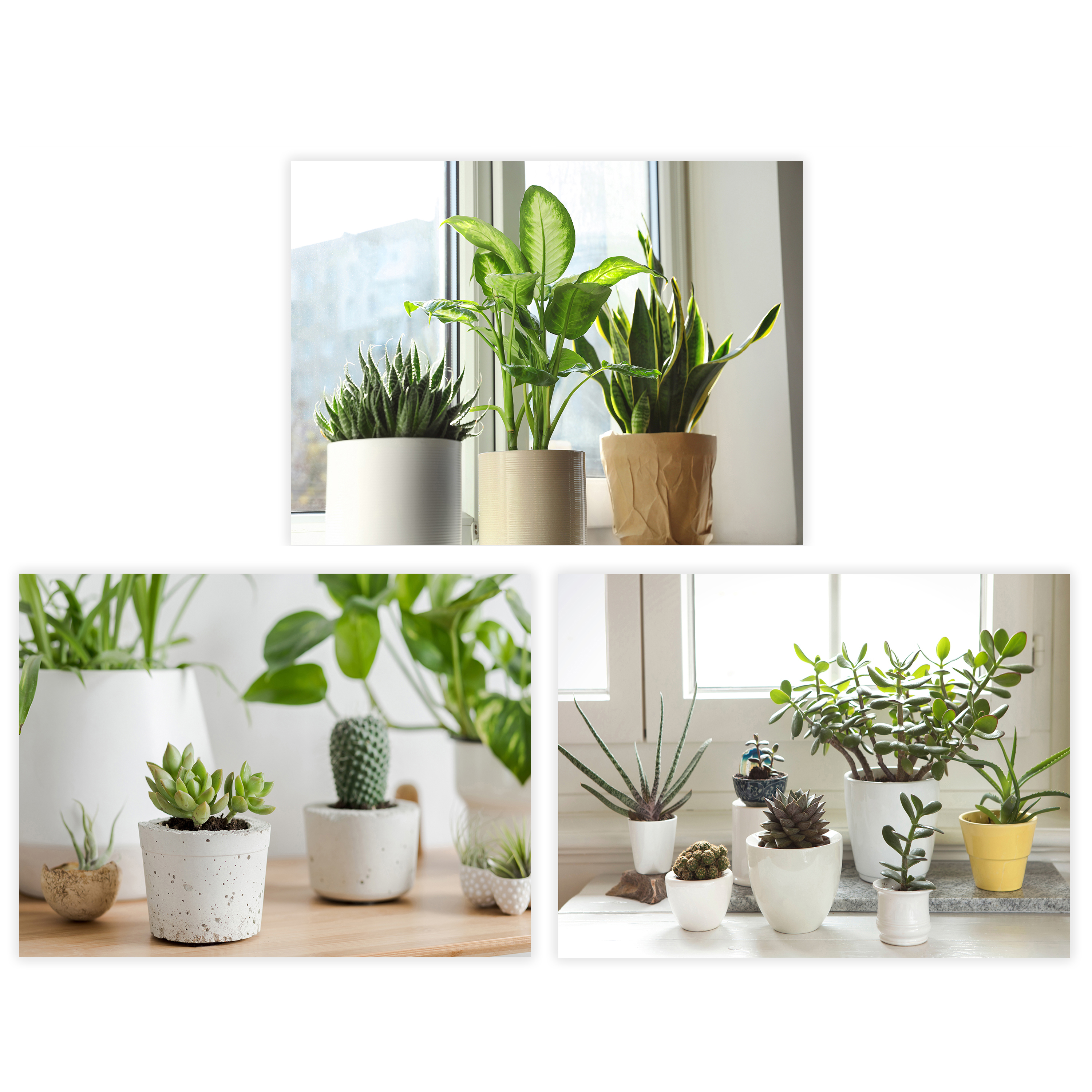 CUADRO FOTOIMPRESIÃ Â N 30 X 1,50 X 40 CM 7PLANT