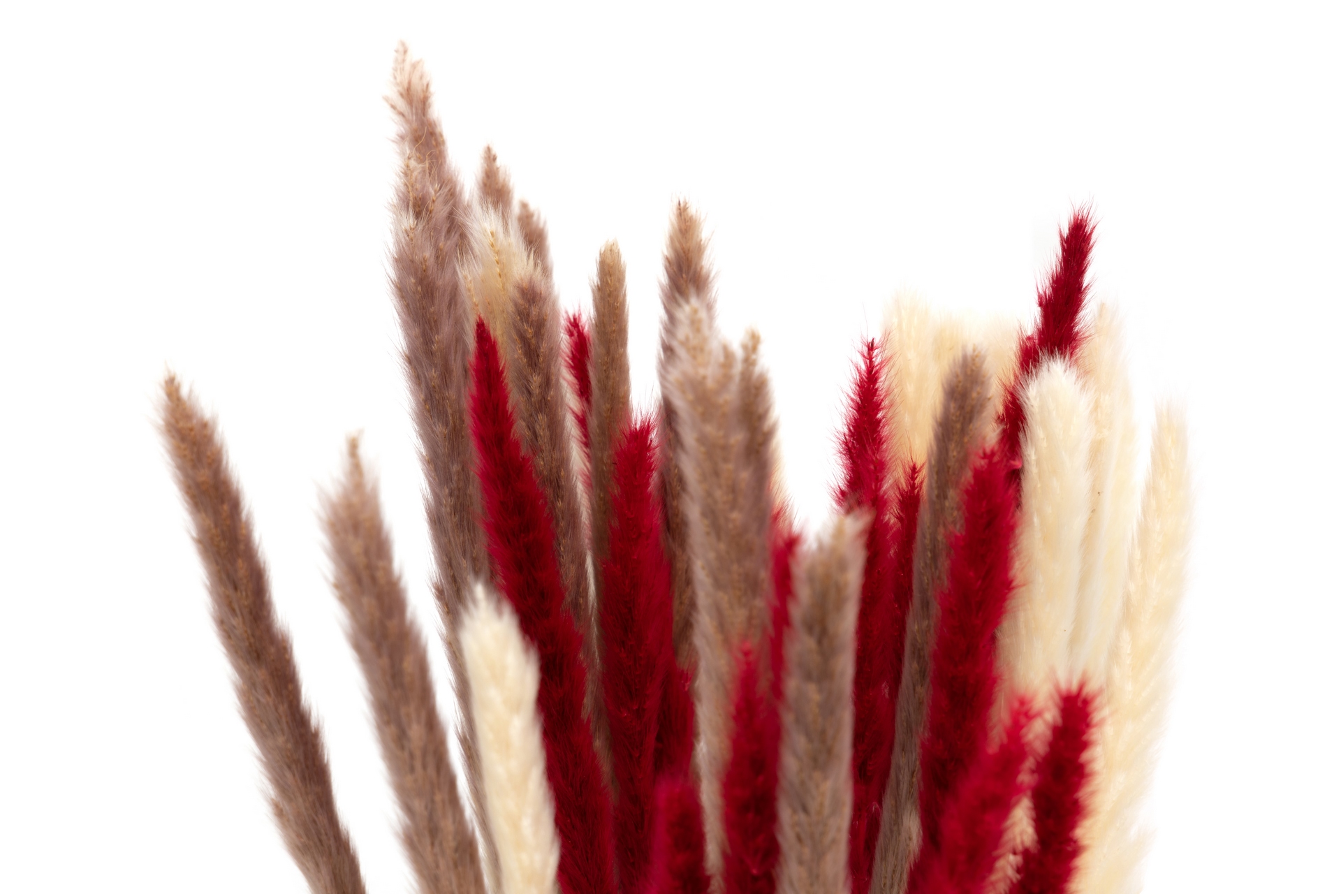 FLORES PAMPAS NATURAL 60X60X90CM 3