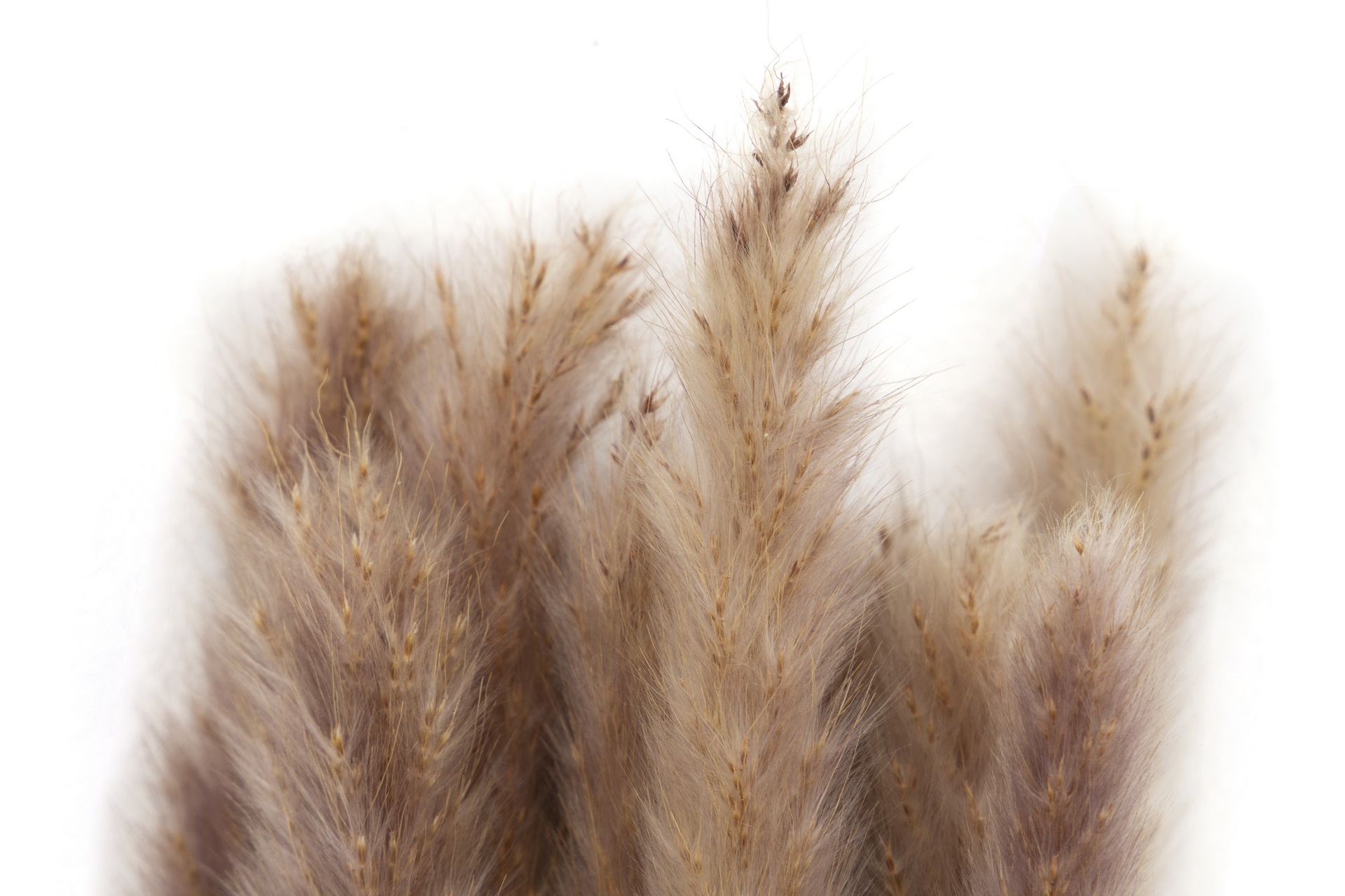 FLORES PAMPAS NATURAL 60X60X90CM 4