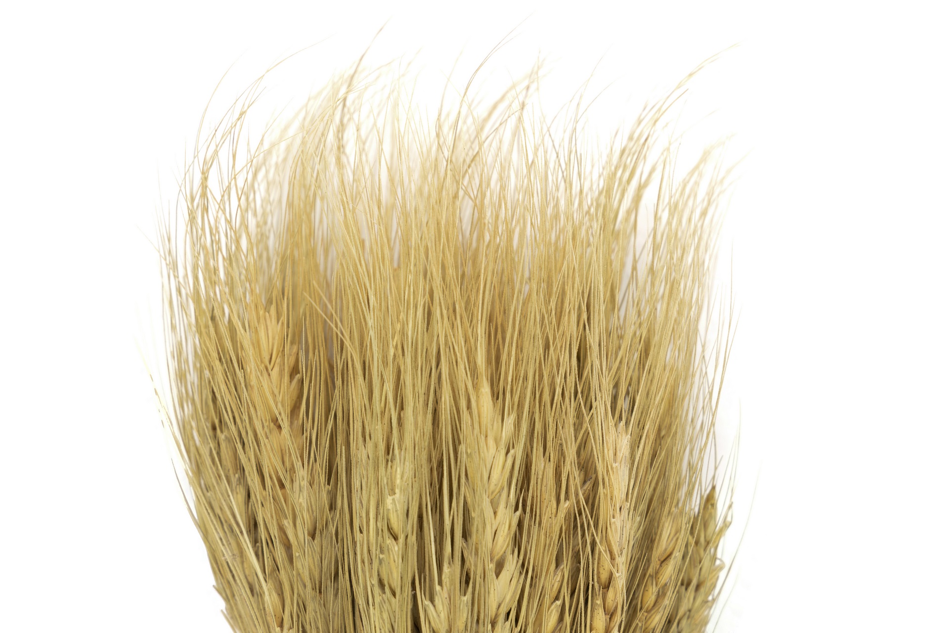 FLORES ESPIGAS NATURAL ROSA 65CM 3