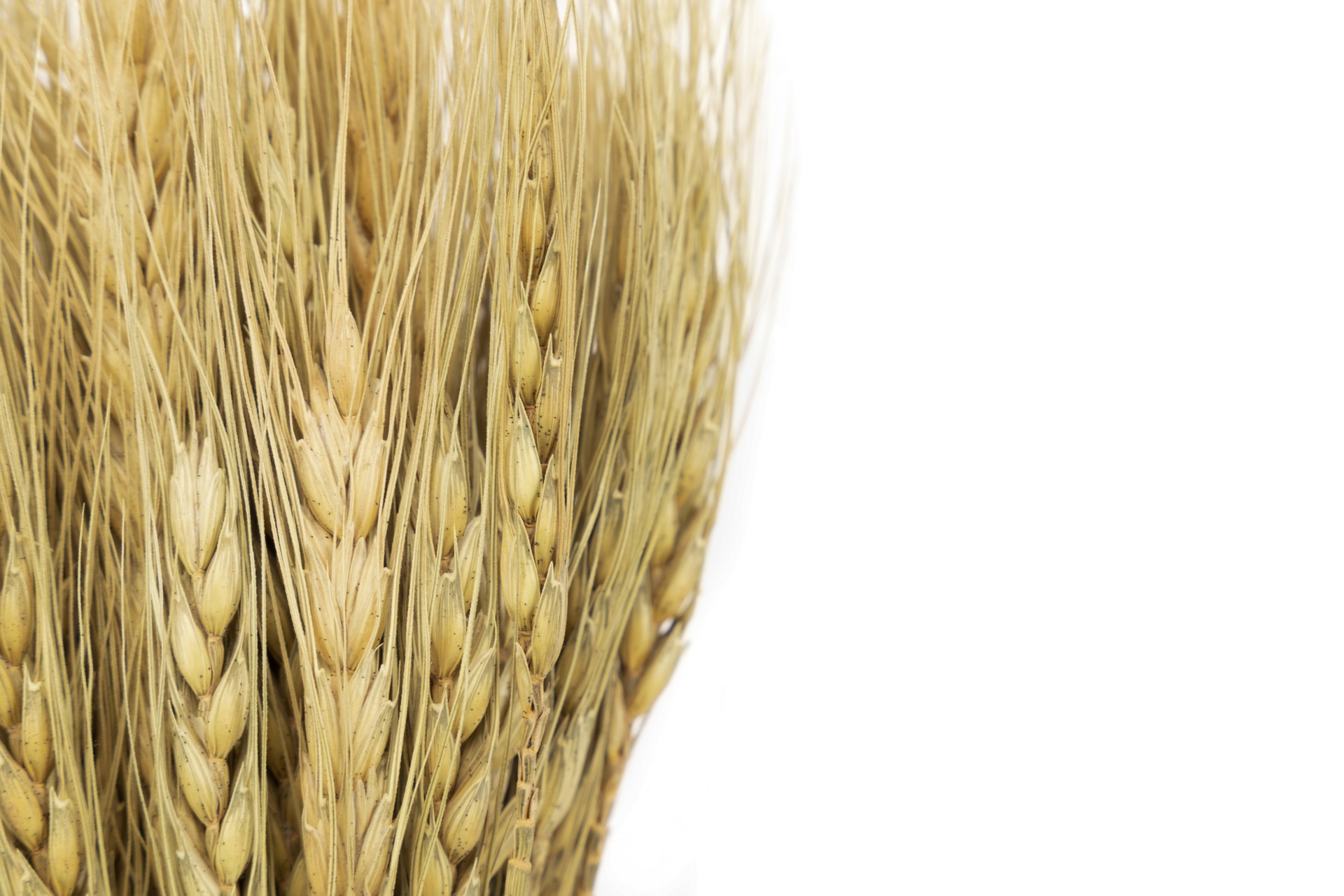 FLORES ESPIGAS NATURAL ROSA 65CM 4